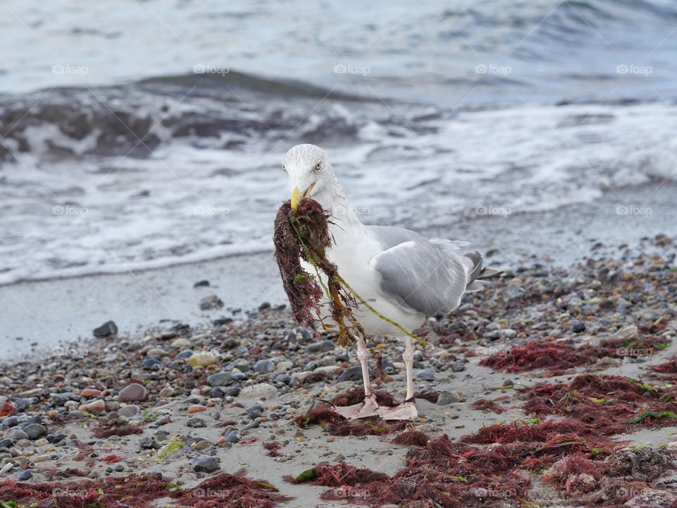 Seagull at shoreline