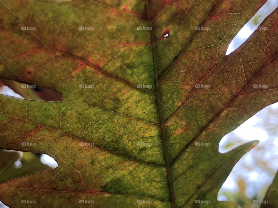 White maple tree back of it leaves