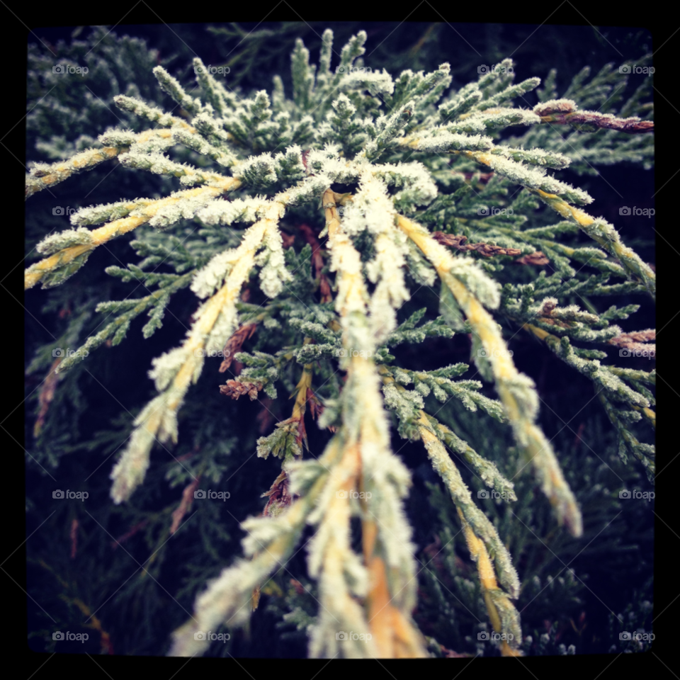 snow tree ice fir by charleyb