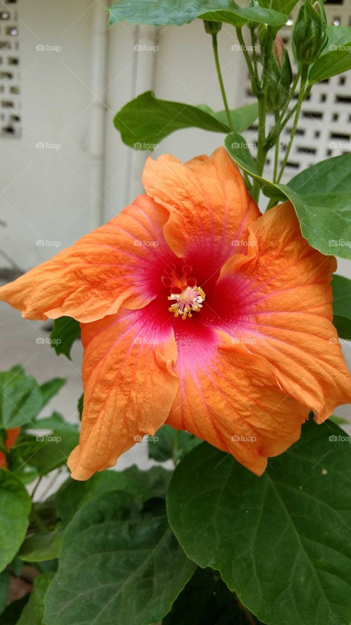 A beautiful orange flower.