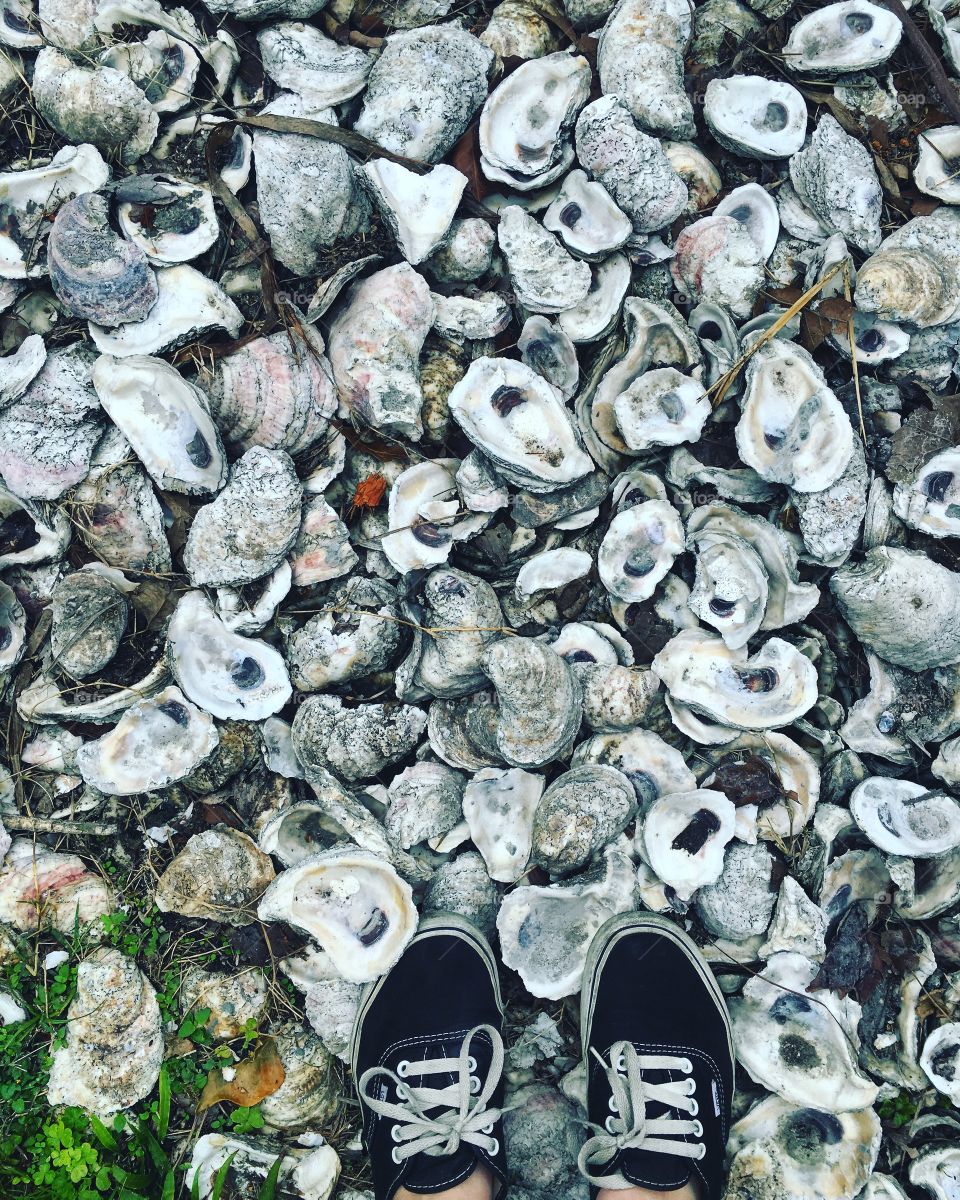 Oyster Shell Sidewalk 