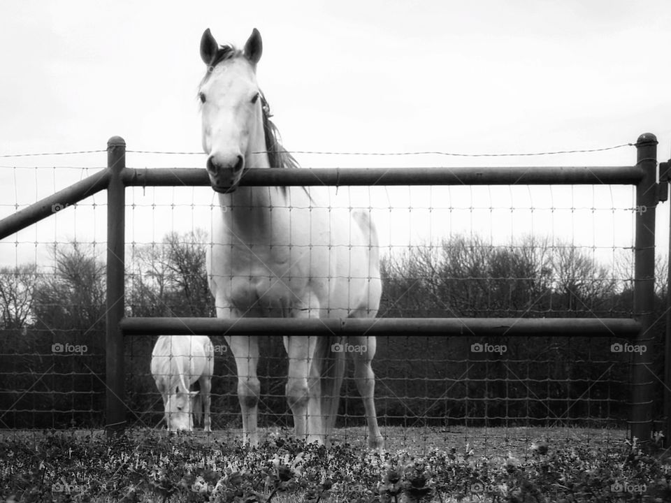 Gray horse looking over the rectangle of a farm fence in black and white