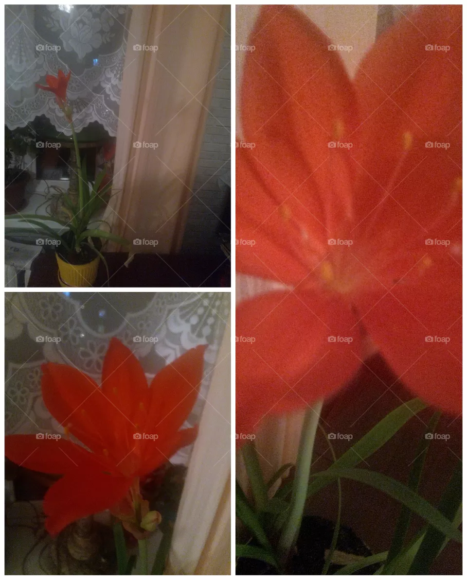 flower.