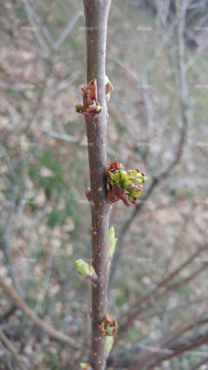 One of the very few first signs of spring in my neighborhood are the buds on my lilac bush, photographed just a few moments ago
