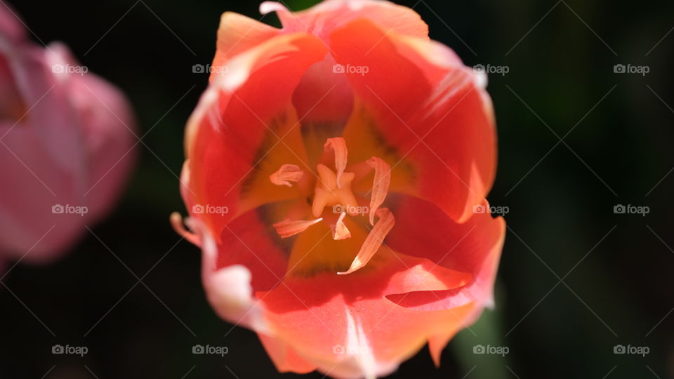 Top down view of a tulip