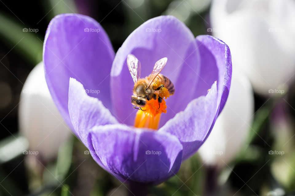 Bee collecting pollen from lilac crocus flower, zoomed-in
