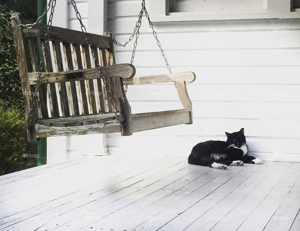 Cat on a porch