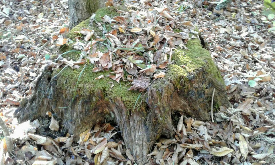 Tree Stump