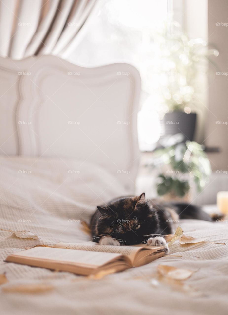 Portrait of a beautiful fluffy purebred cat lies on the bed holding an open book with its paws, and yellow autumn poplar leaves are scattered nearby, close-up side view with depth of field. Pets lifestyle concept.