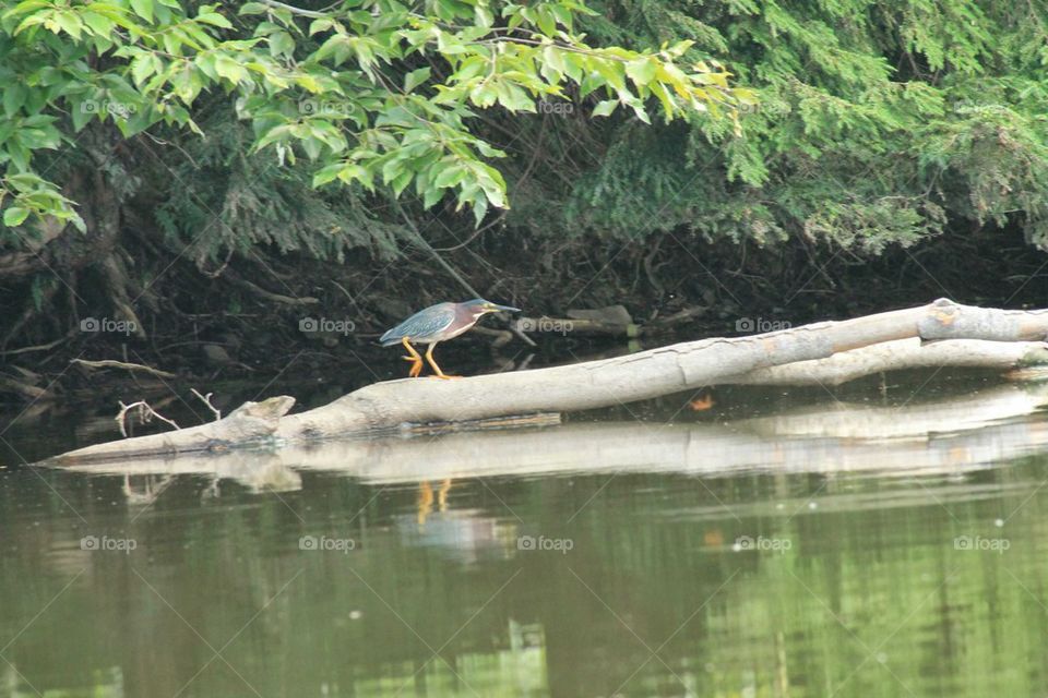 green heron