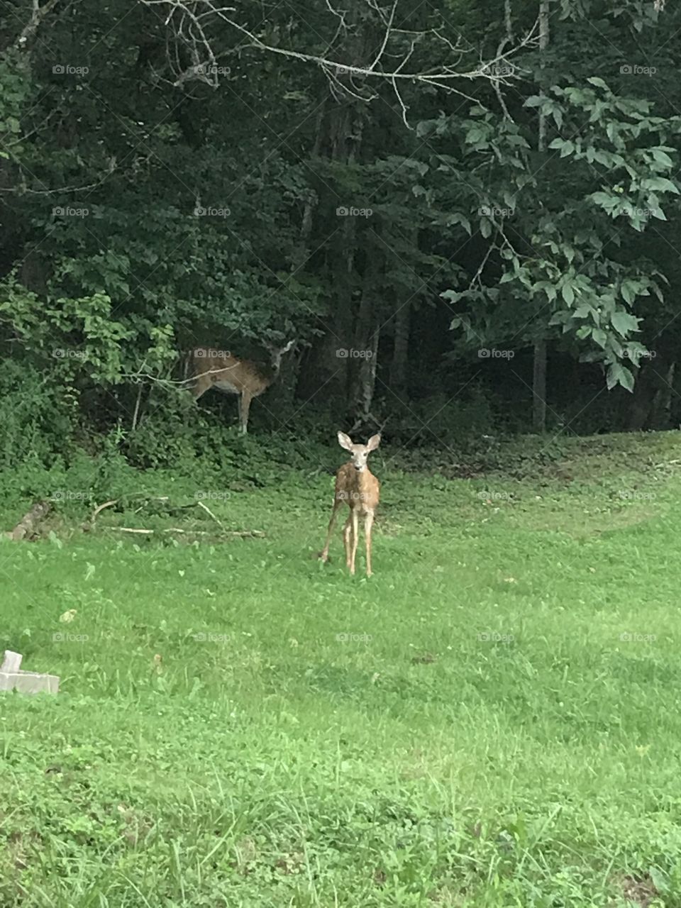 Deer in their natural habitat 