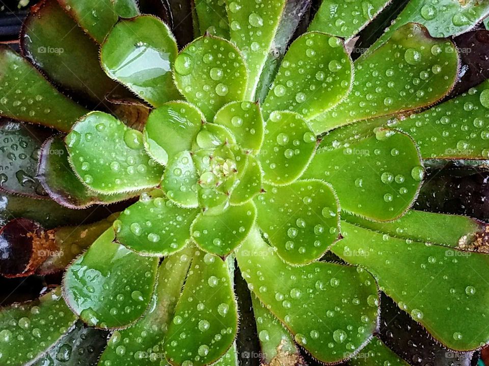 Beautiful Water  Drops