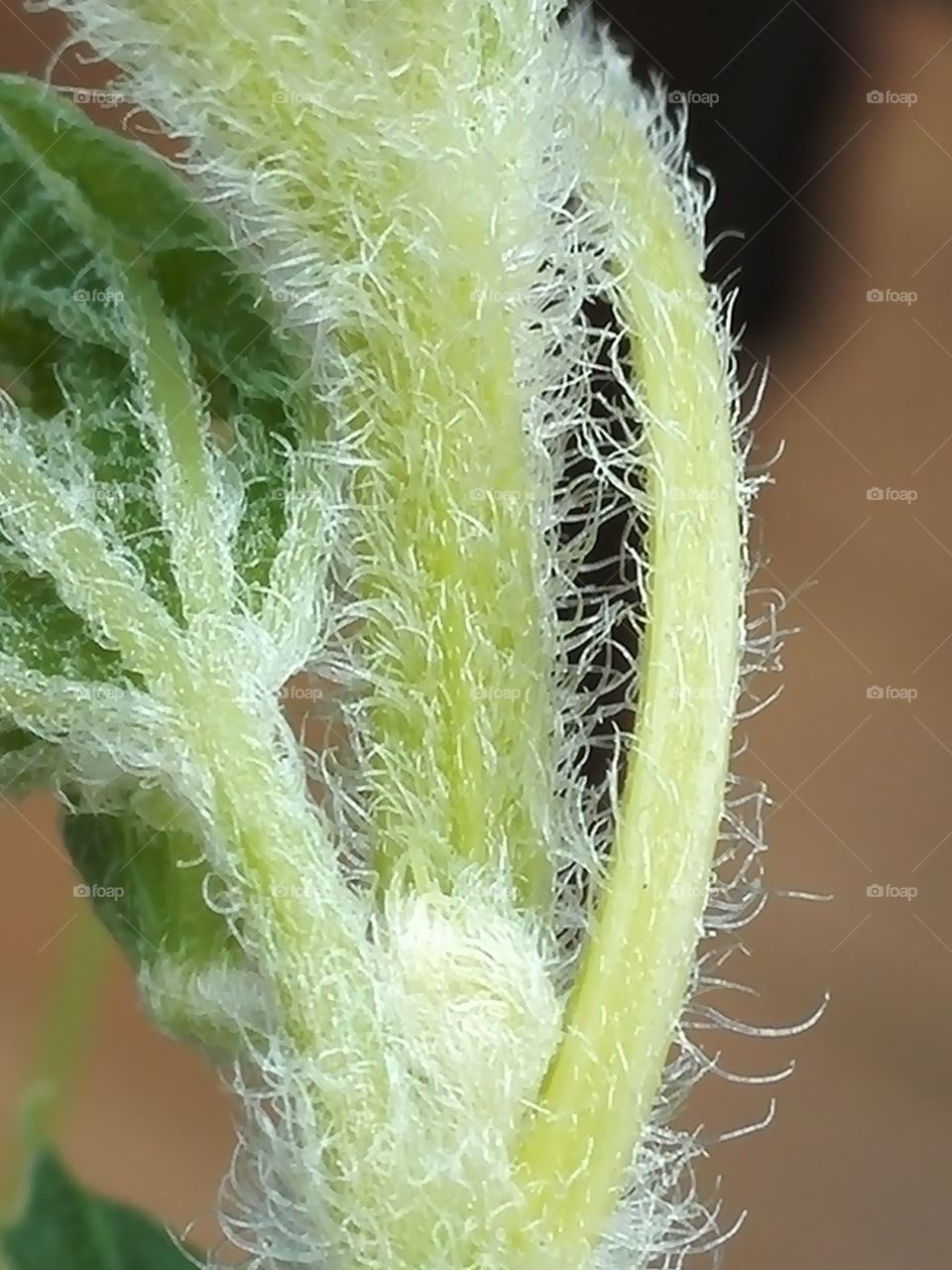Hairy young bitter gourd stem