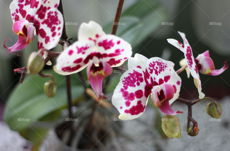 Orchid flowers, home garden 5