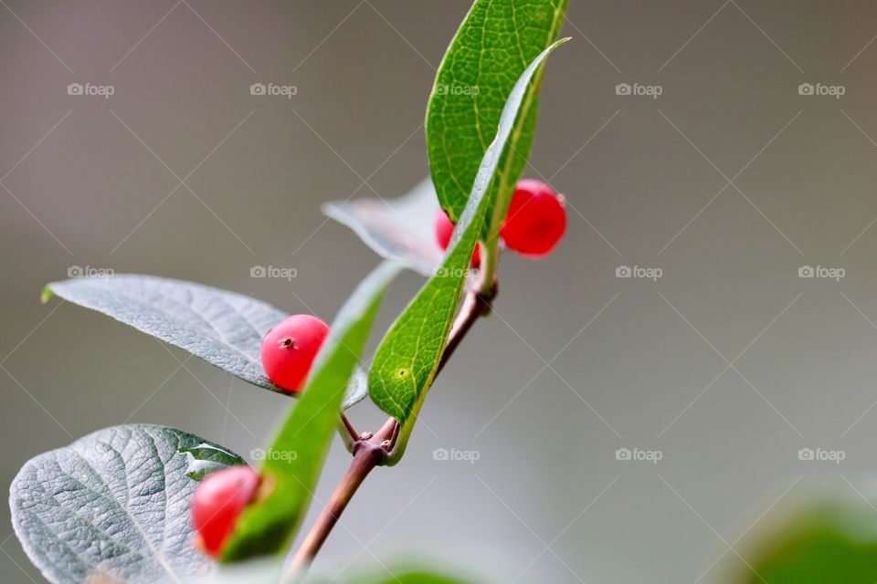 Wild red chokecherries on branch selective focus 