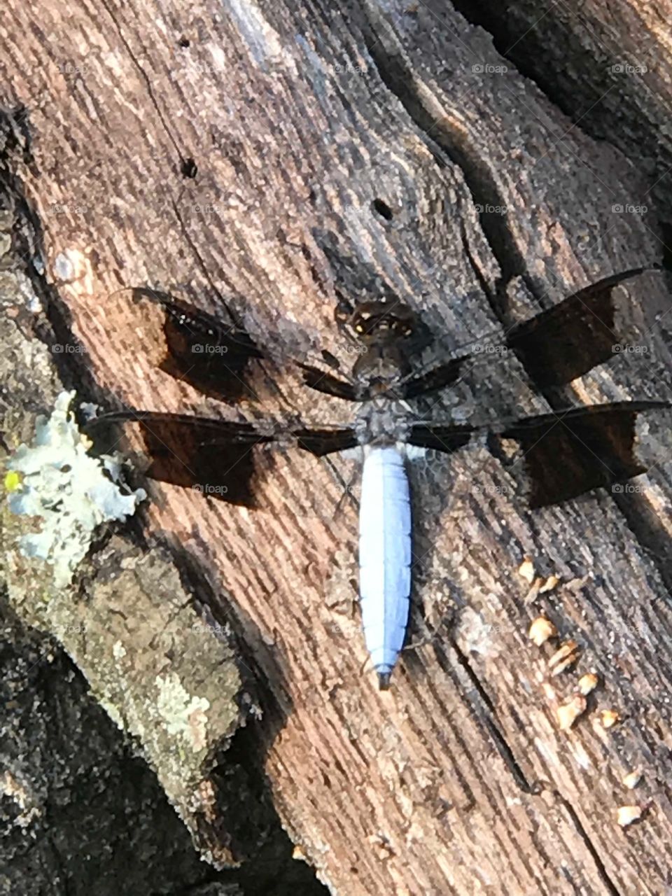 Beautiful blue and black dragon fly found in the woods of South Georgia. 