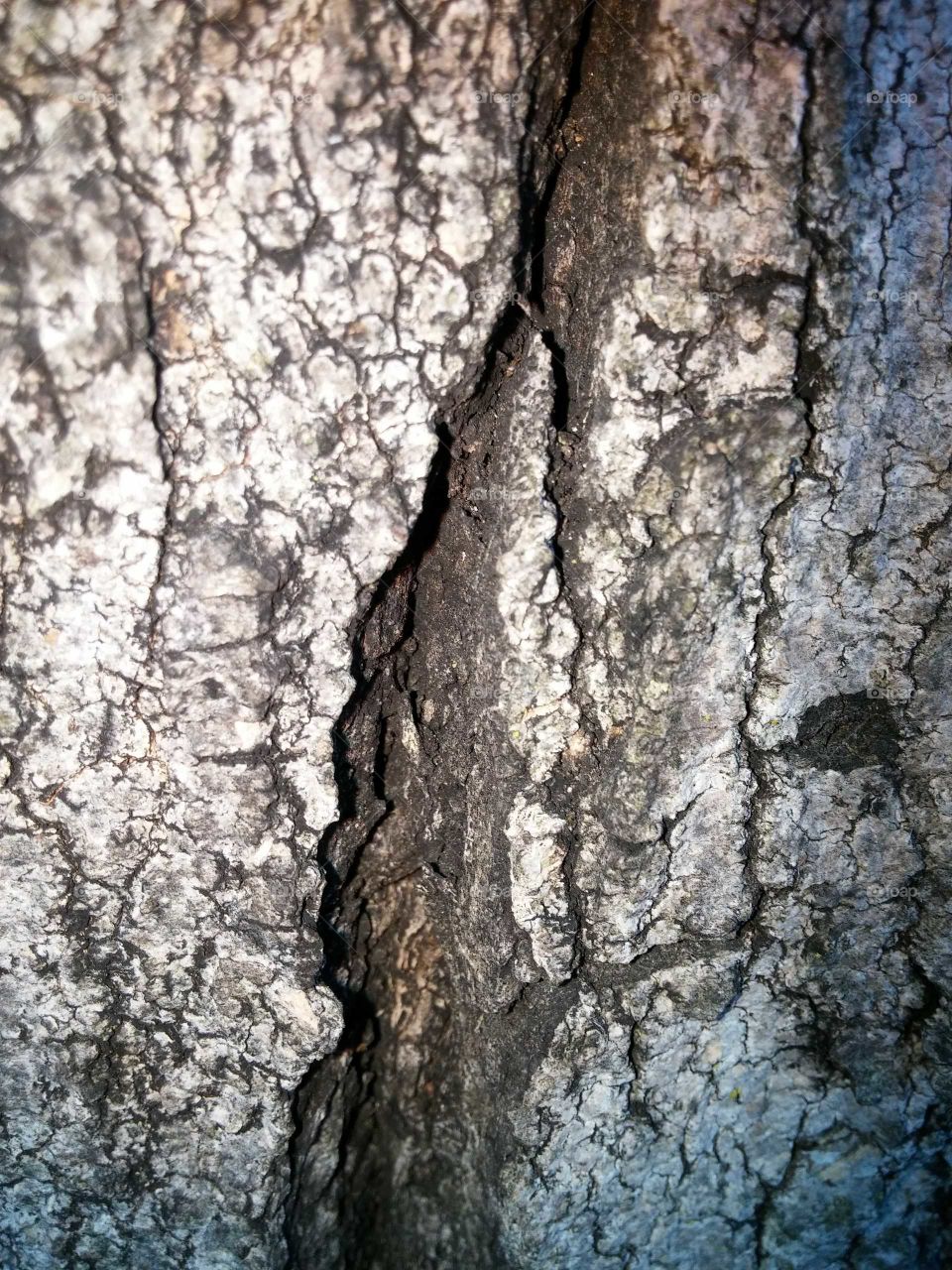 bark
