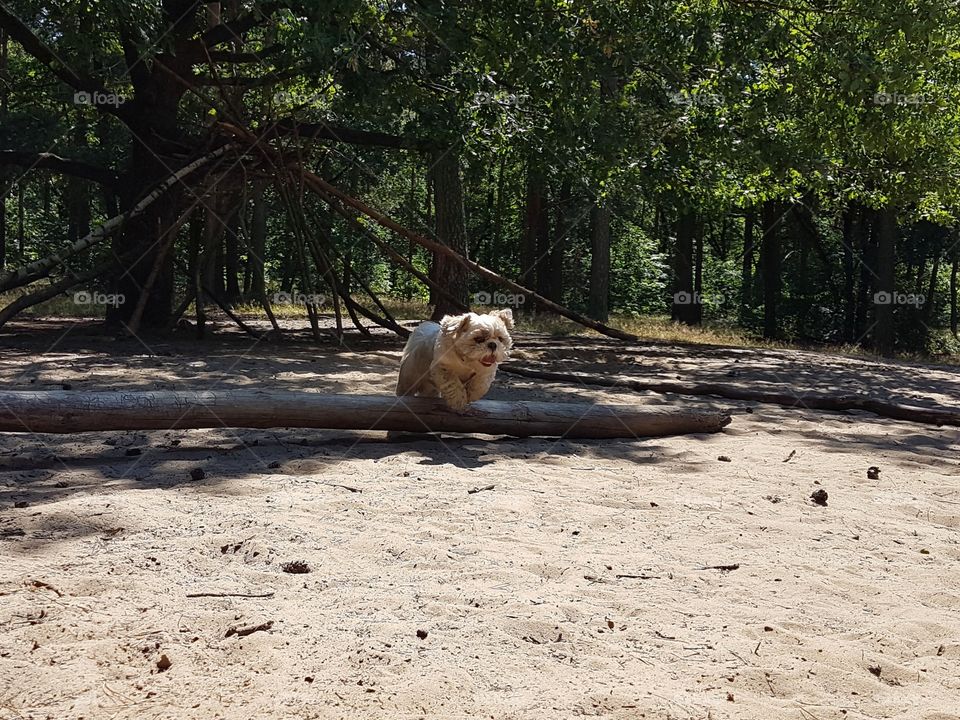 a young little shih tzu dog jumps over a tree trunk in the woods on a warm summer day. He has a lot of fun.