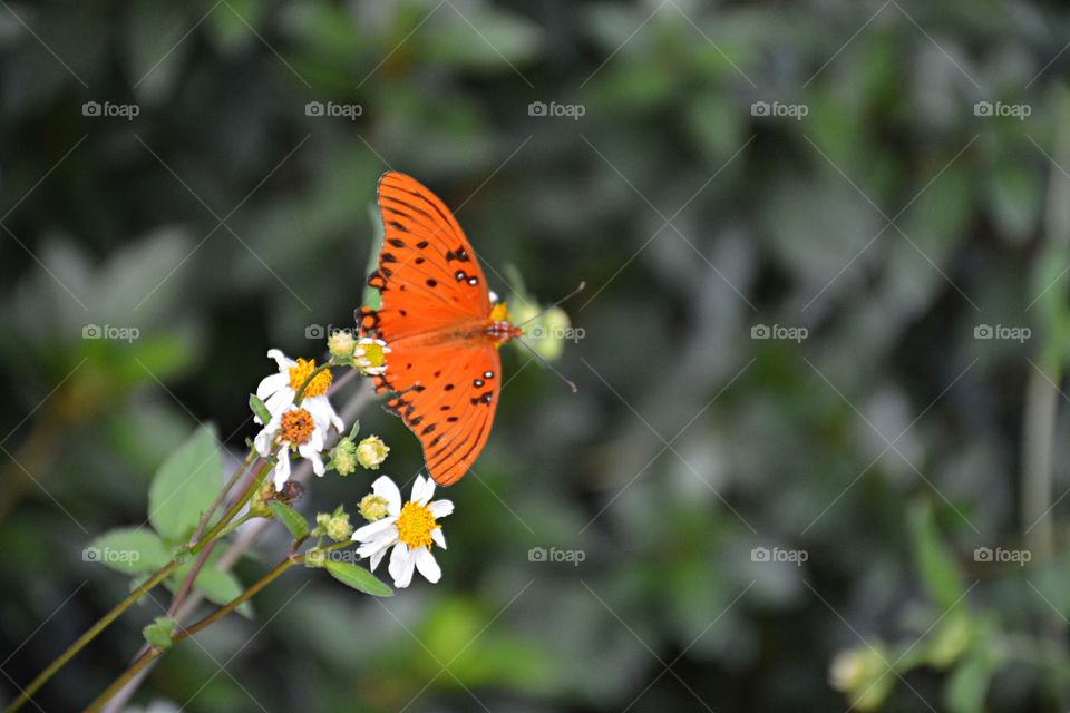 Gulf fritillary is a medium-sized butterfly with elongated forewings. Adults have a wingspan range of 65 to 95 mm. Females are generally larger than males