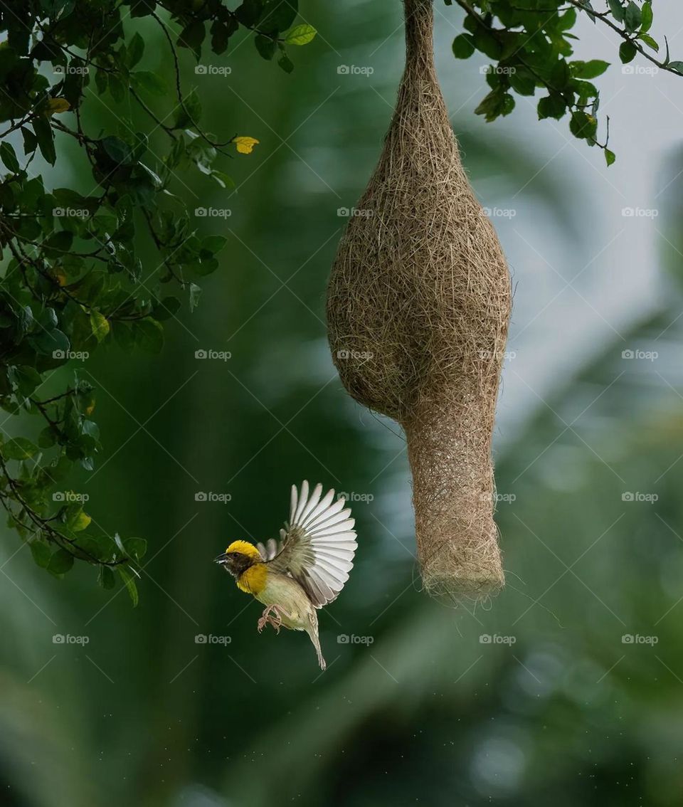 Baya weaver bird