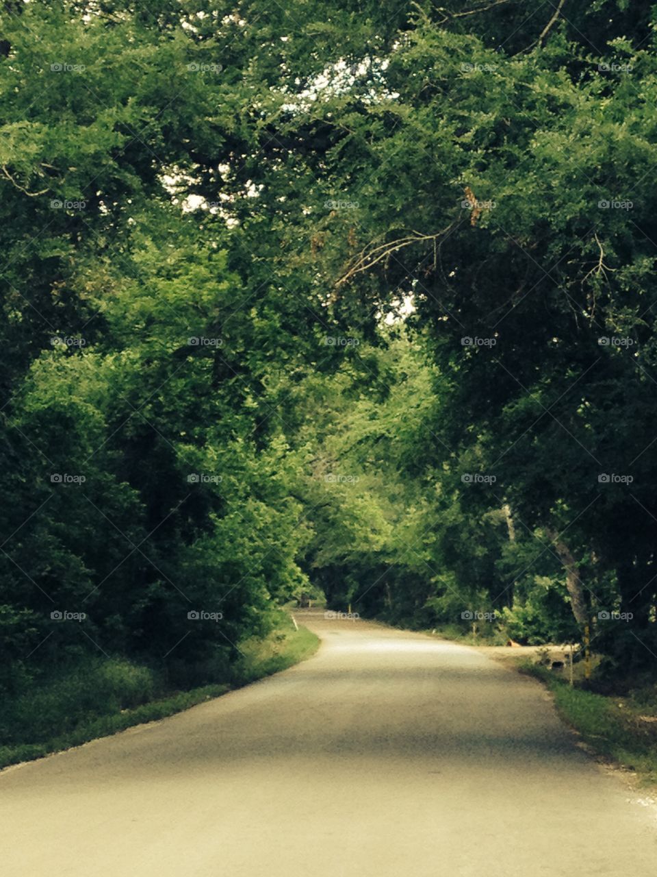 Inviting country road with a tree canopy to keep it cool