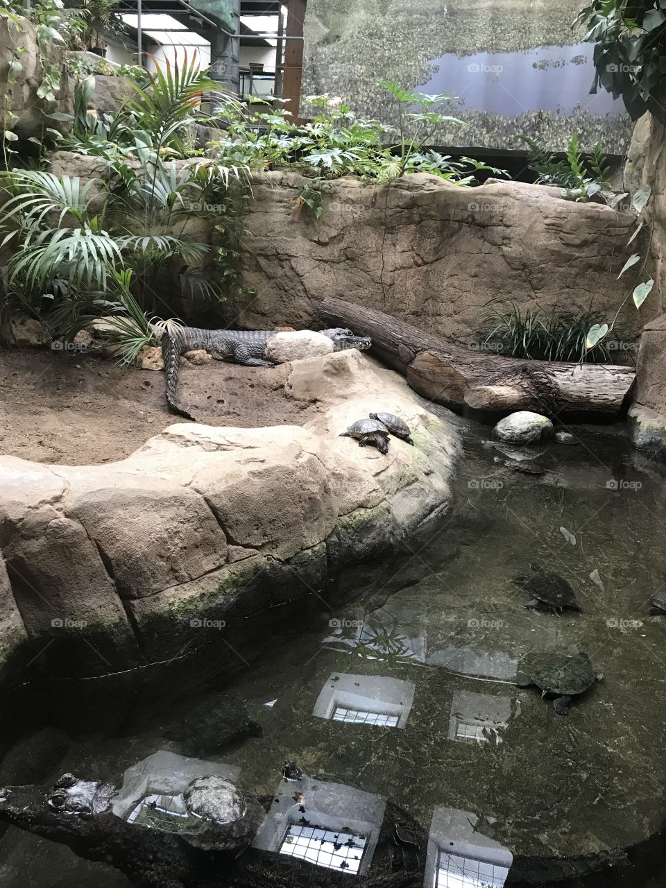 Crocs at the zoo