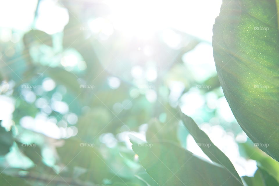 Tree with sunray and bokeh