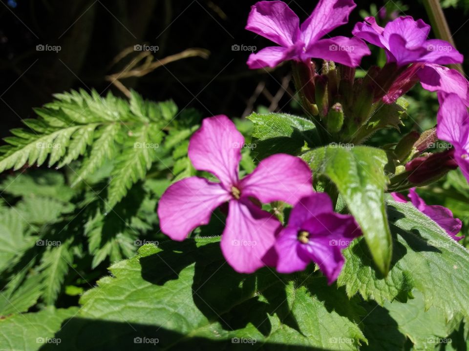 Nature, Flower, Flora, No Person, Leaf