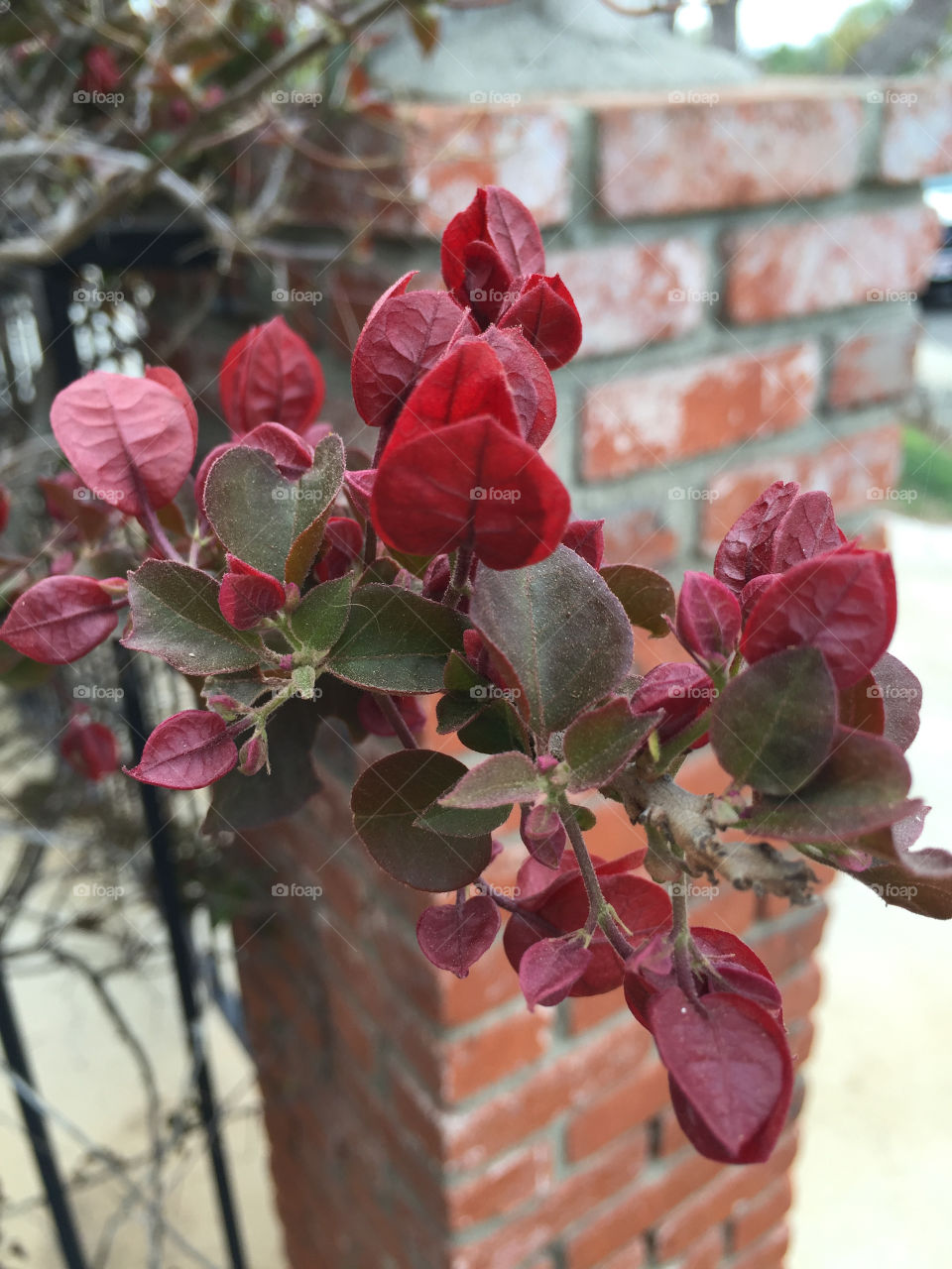 Bougainvillea bush spring blooms  