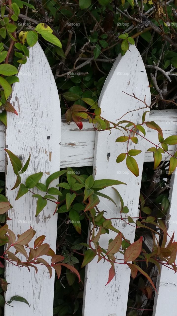 white picket fence with leaves