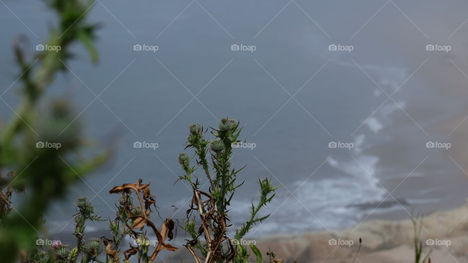 Vegetation on a coastal cliff