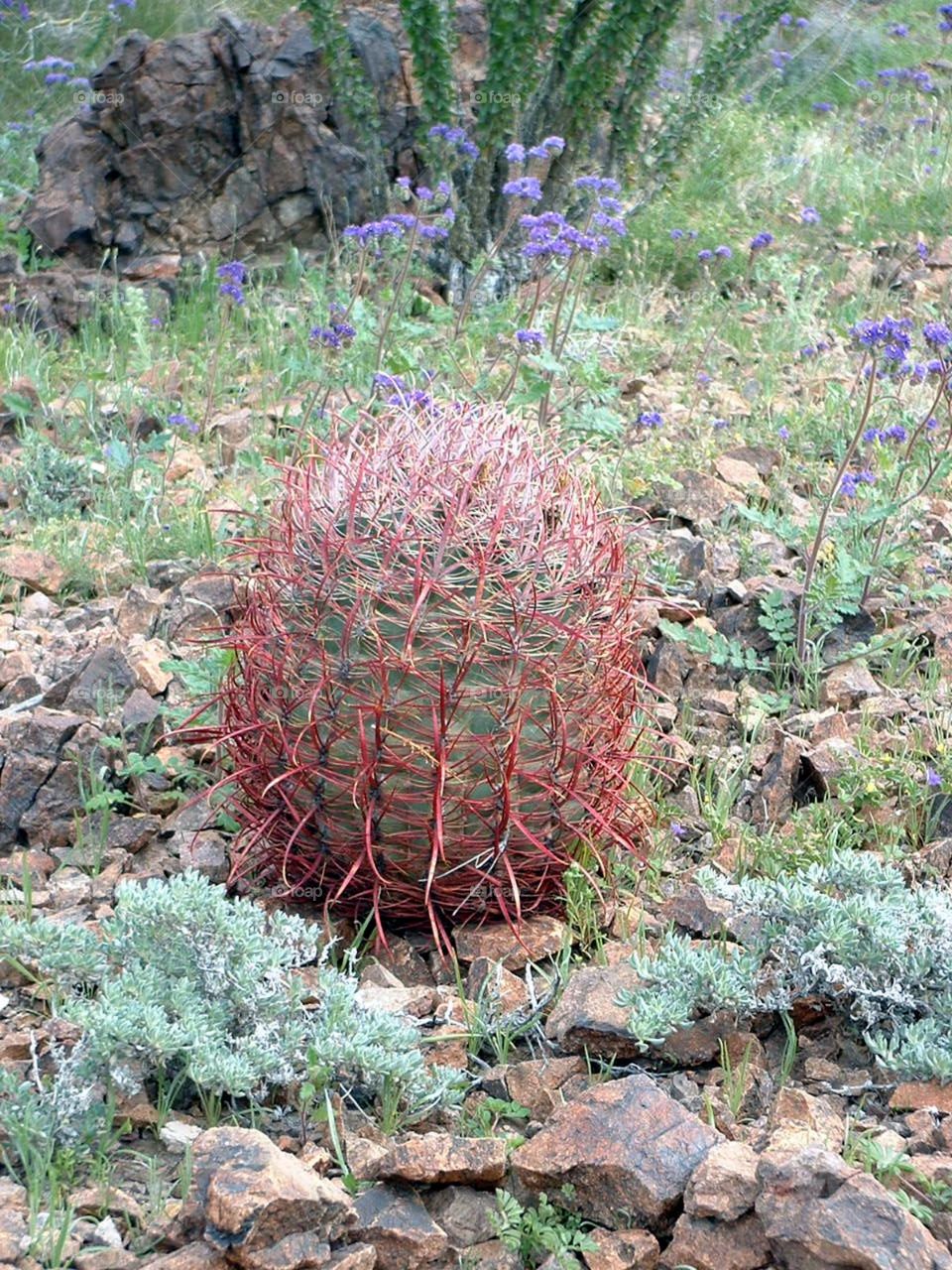 Castle Dome Mtn AZ_058. Hiking during cactus blooming season at Castle Dome Mountain