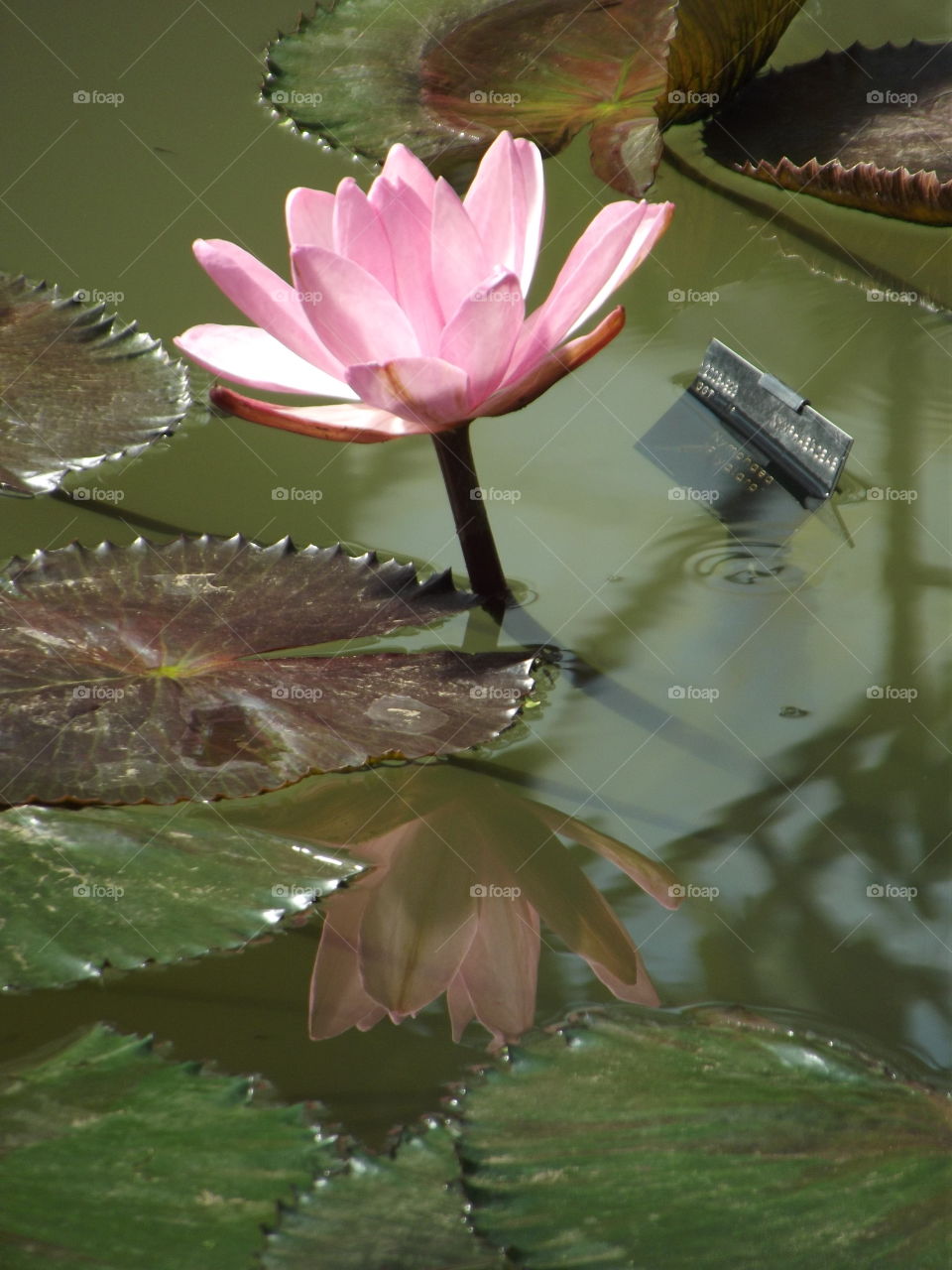 Reflecting Pink Water Lilly Flower