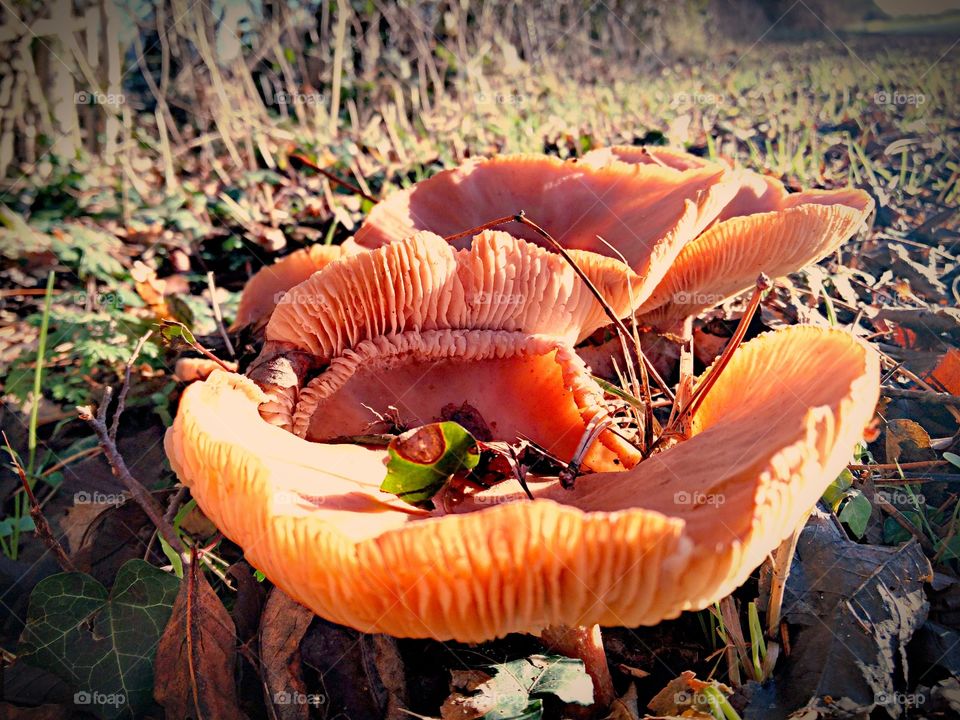 enjoy the small things