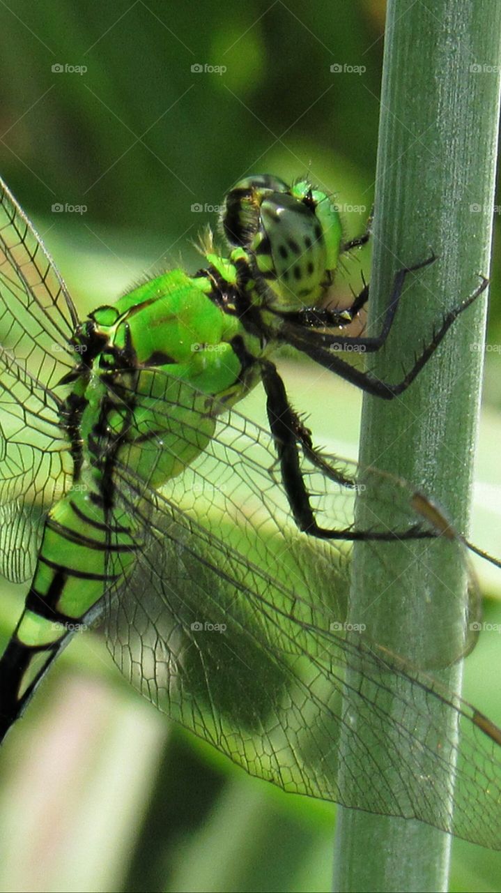 close up green dragonfly on stem