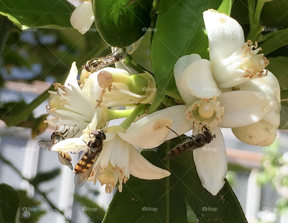 A yellow and black banded Australian bee gathering nectar from an orange blossom