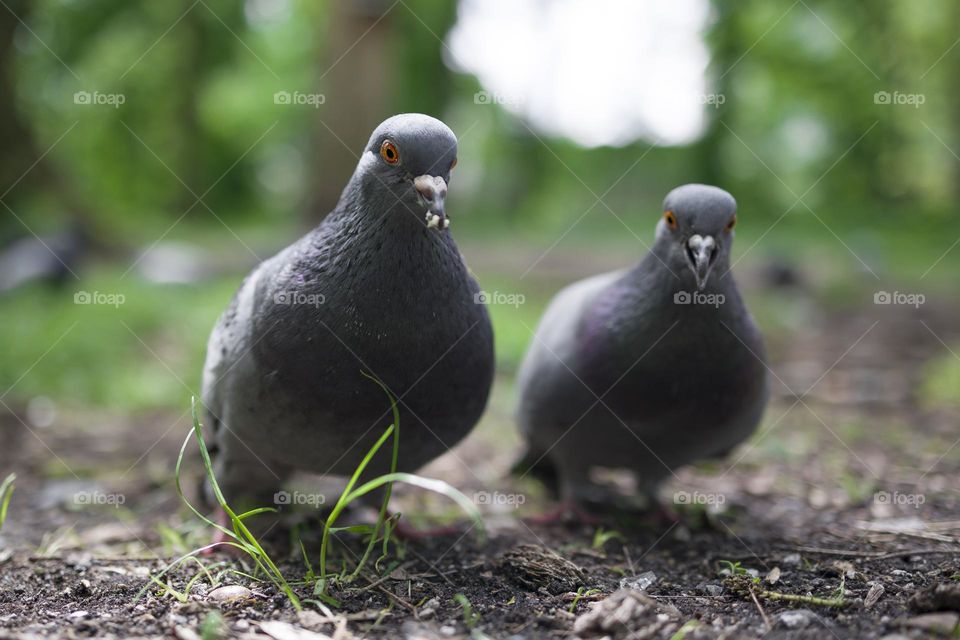Close-up portrait of the  rock dove couple  (Columba livia)