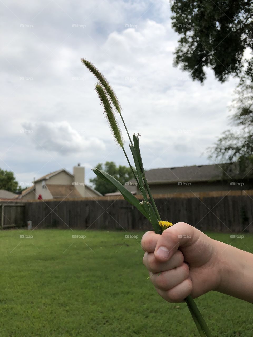 Pretty weeds a child picks from yard