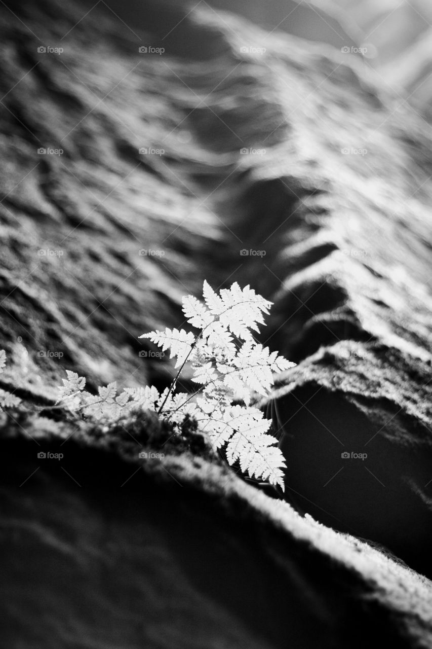 Fern on the rock ridge