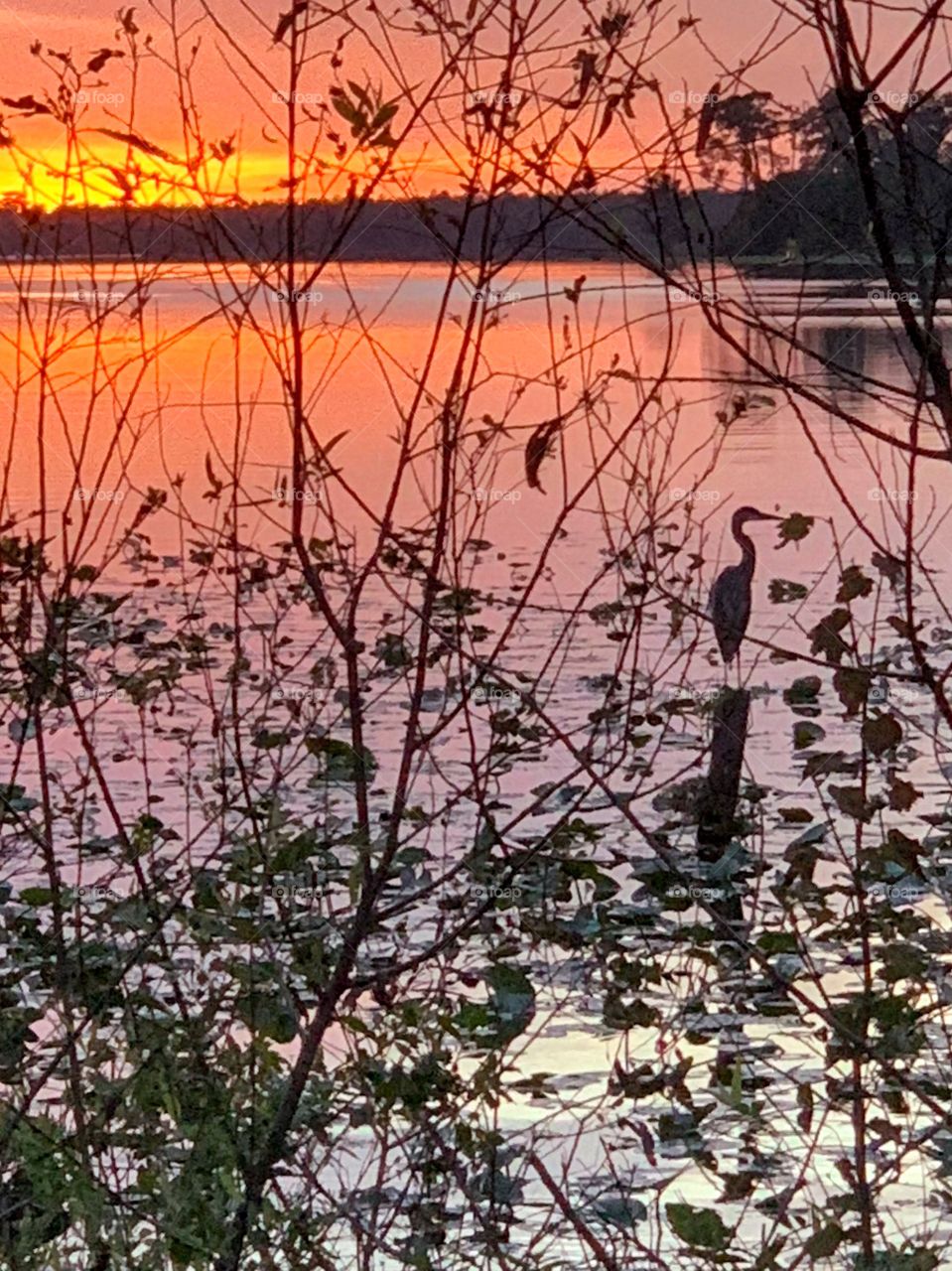 Heron at sunset