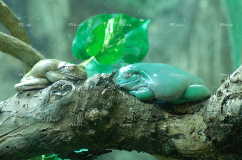 Sleeping frogs. Two frogs sleeping Ina log