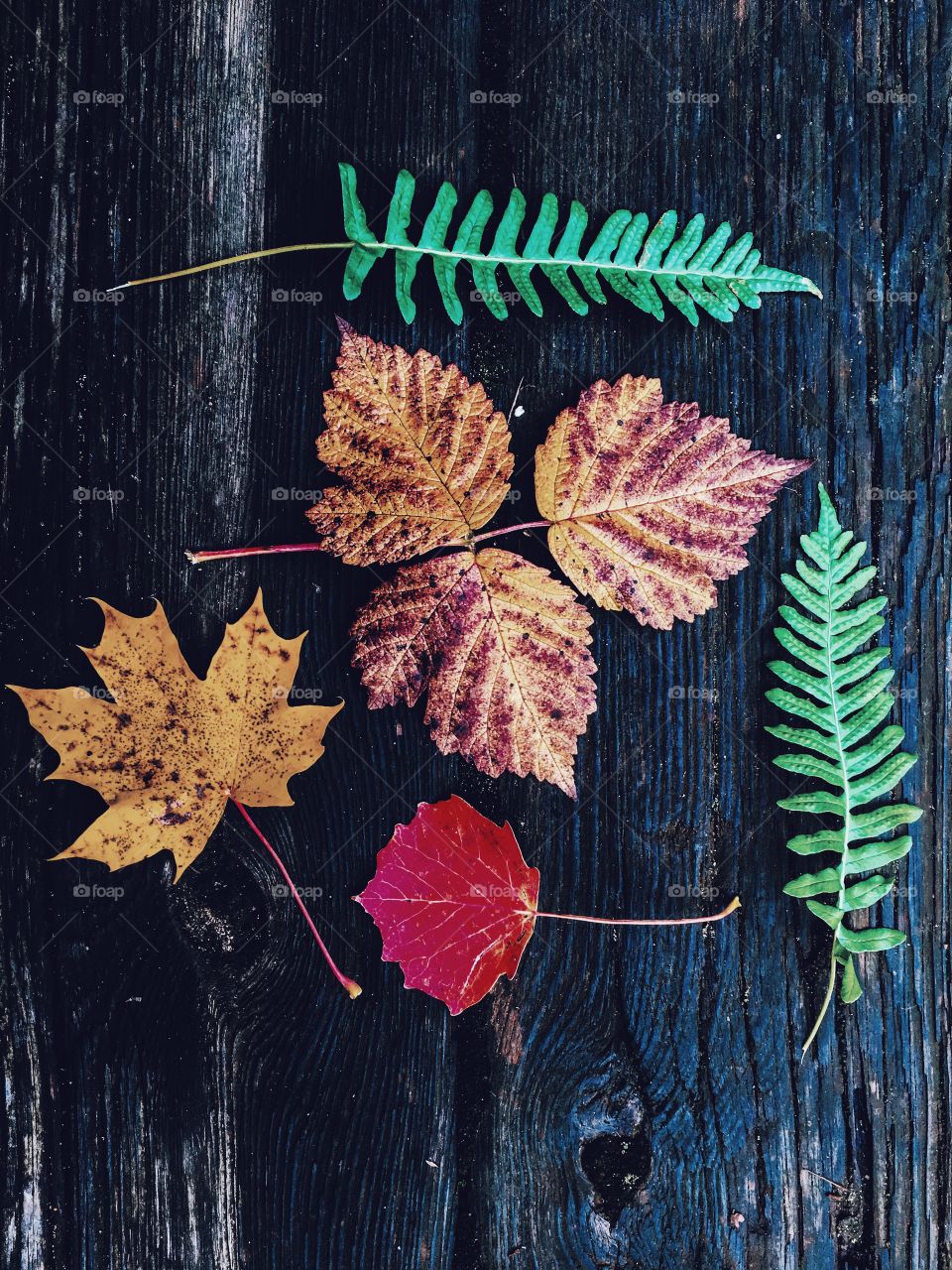 Leaf, Wood, Nature, No Person, Desktop