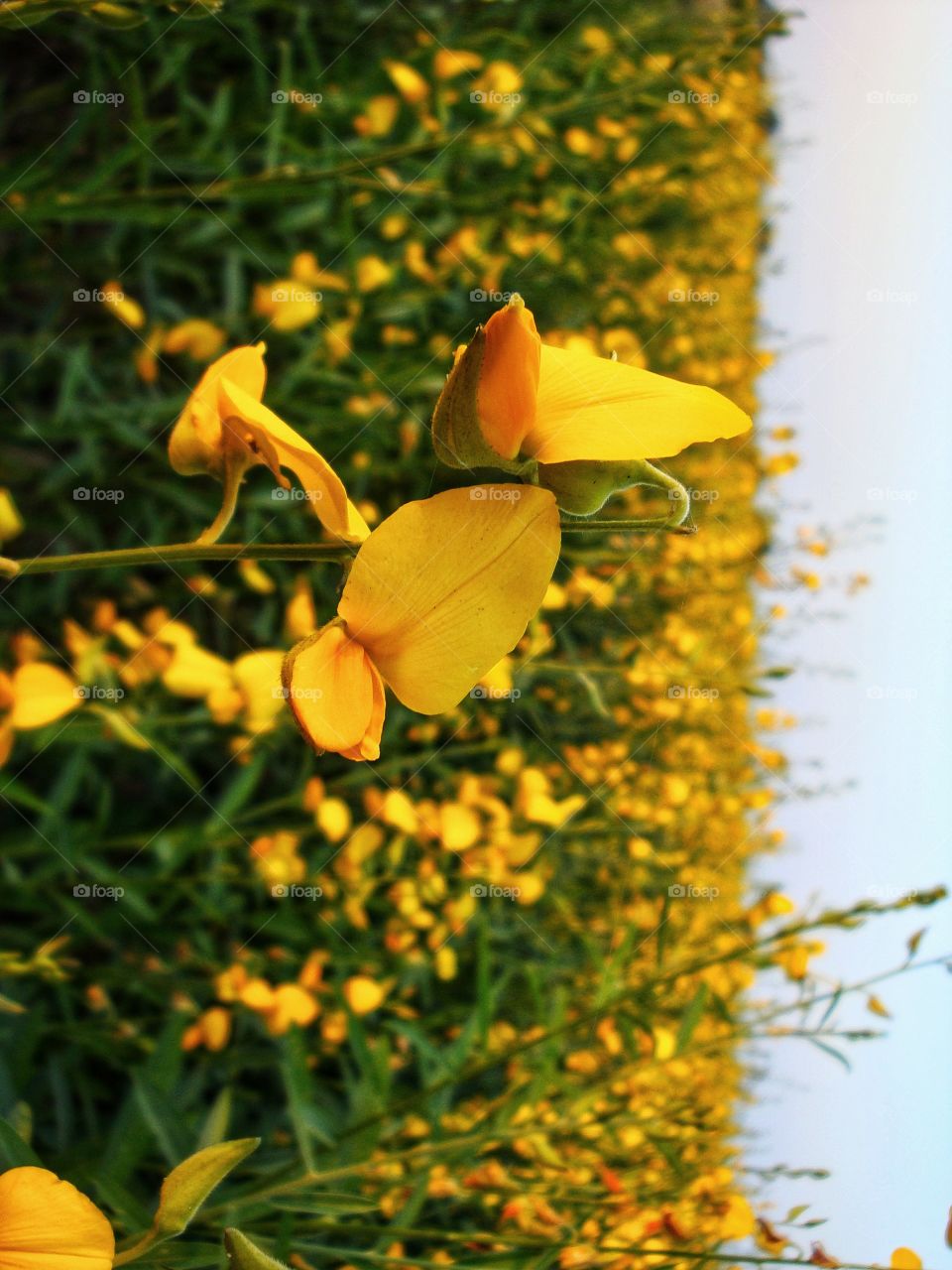 Golden petals of Sunhemp looking beautiful.