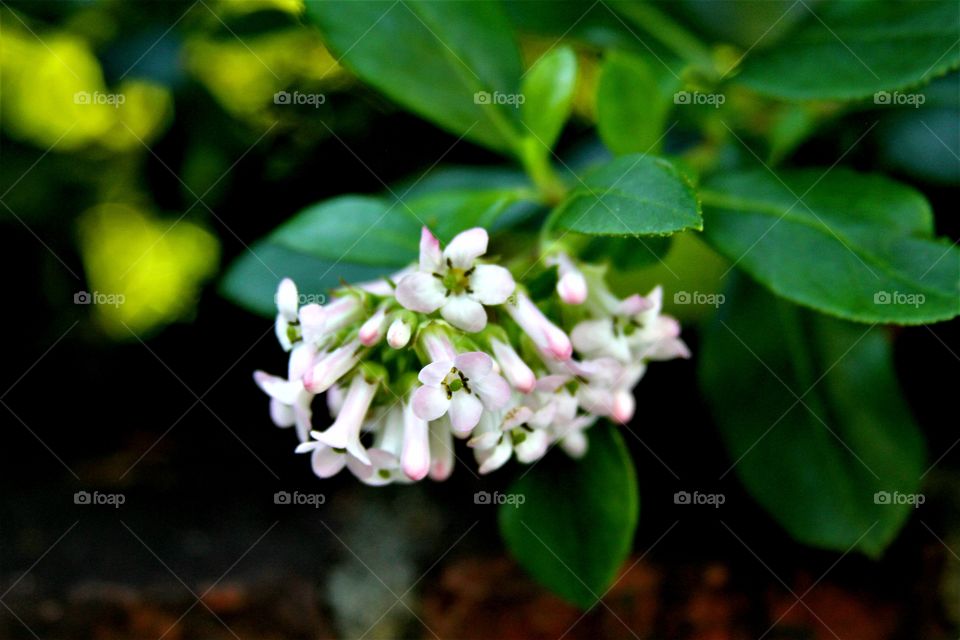 flowers blooming on bush.