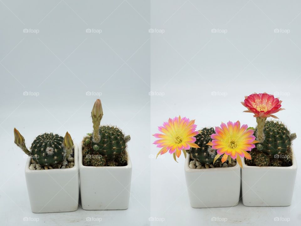 cactus lobivia flowers