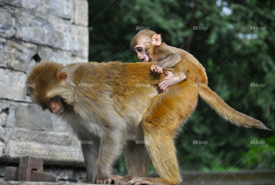monkey family in Nepal