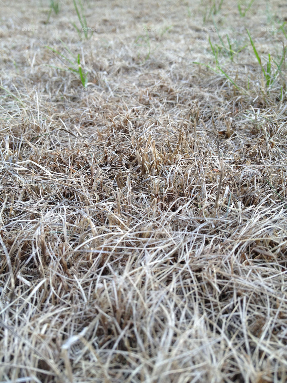 ground background grass dead by gmit