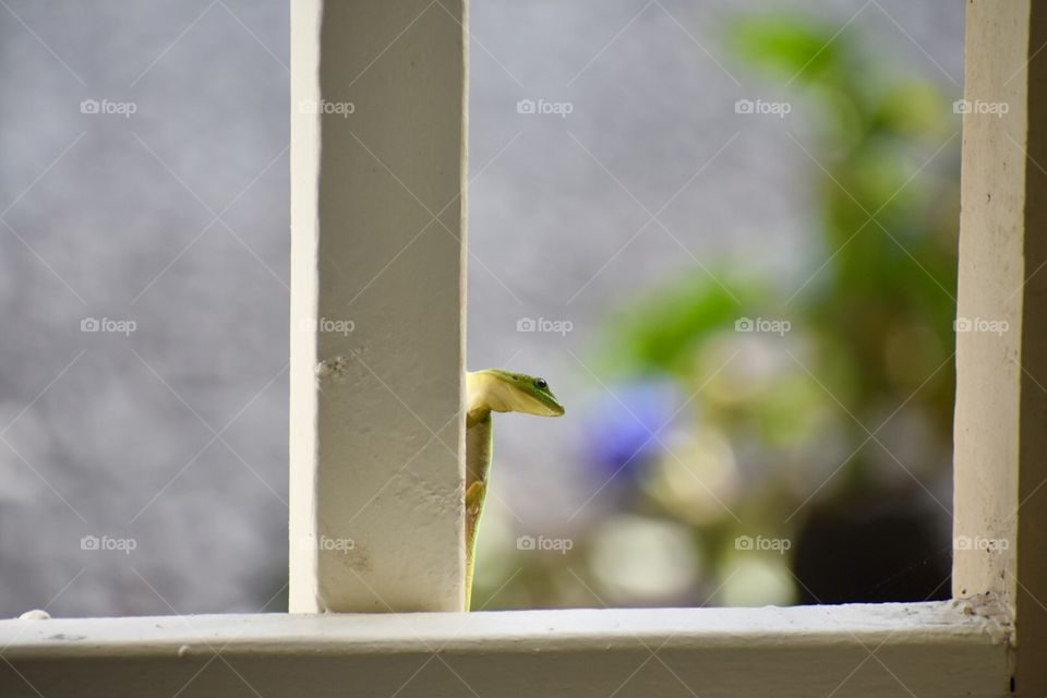 Gecko on the lanai