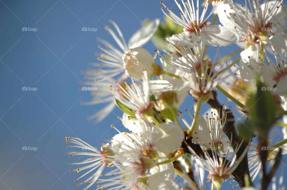 Spring Blossom