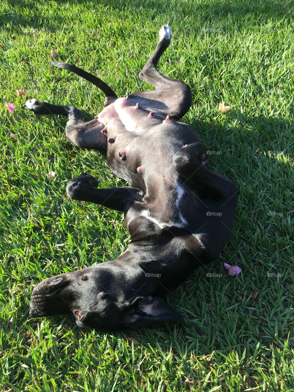 Stretching out on the grass in the morning sun.